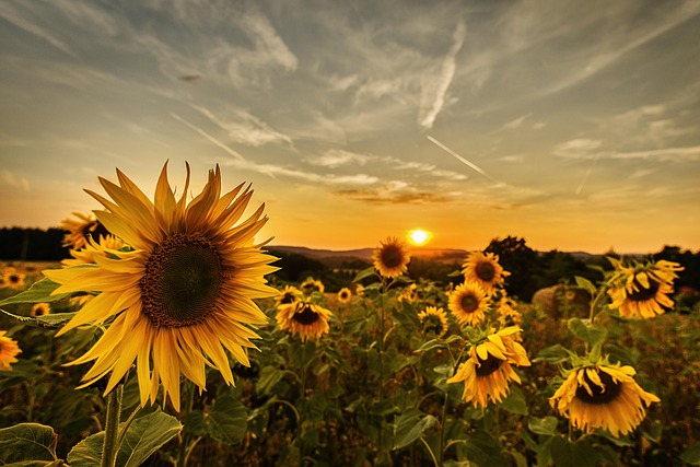 sunflower