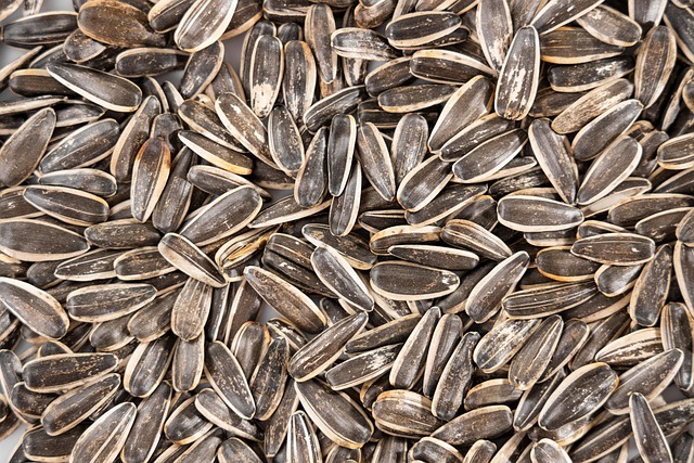 Save Big on 25kg Sunflower Hearts: Best Prices in Bradford!