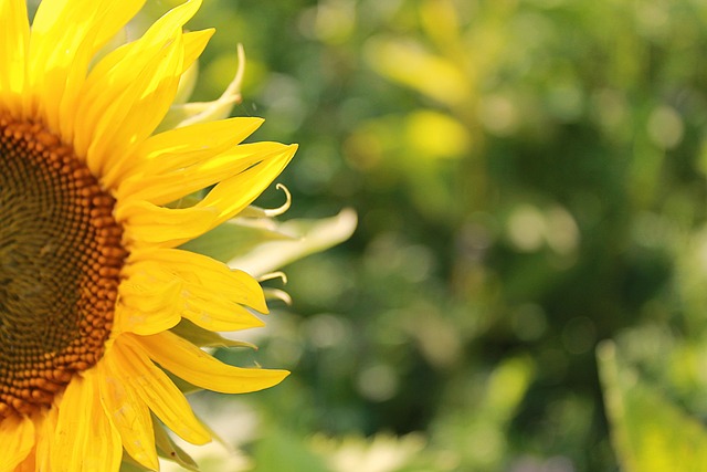 sunflower