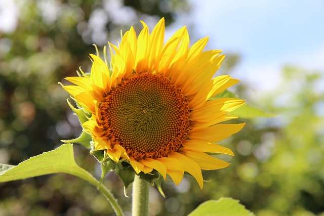 sunflower