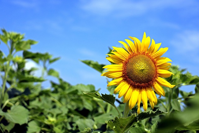 sunflower