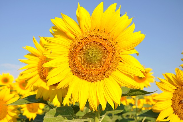 sunflower