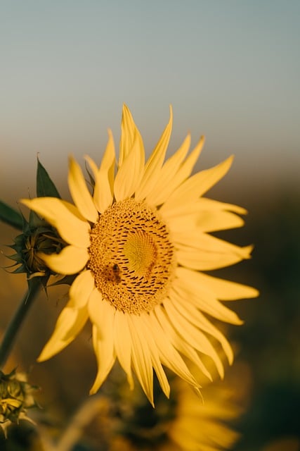 Save Money & Feed Your Birds: Best Bulk Sunflower Seeds in Cardiff!