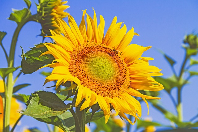 sunflower