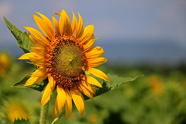 sunflower