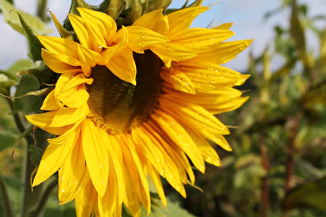 sunflower