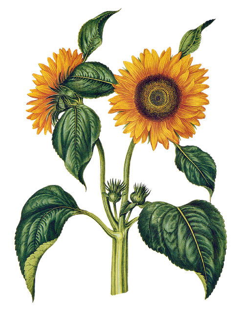 sunflower