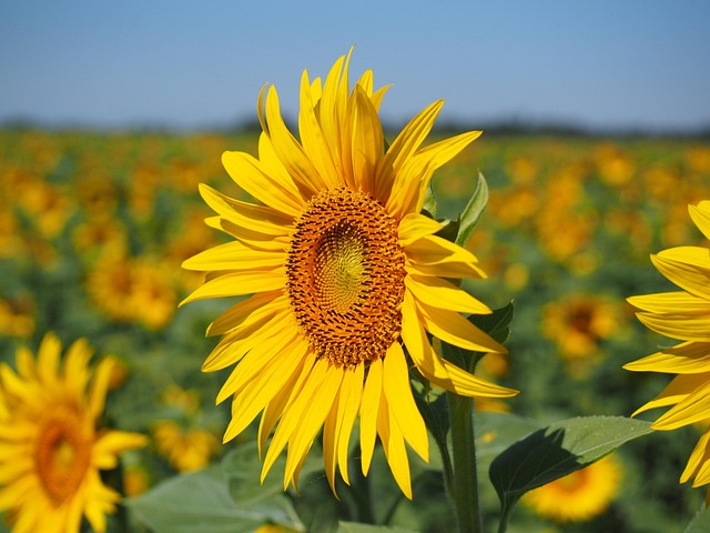 sunflower