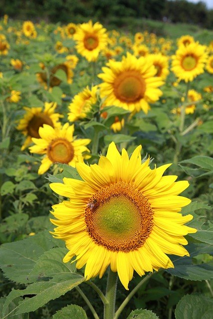sunflower