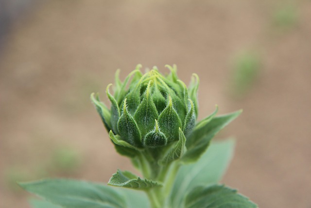 sunflower-640x480-51701419.jpeg