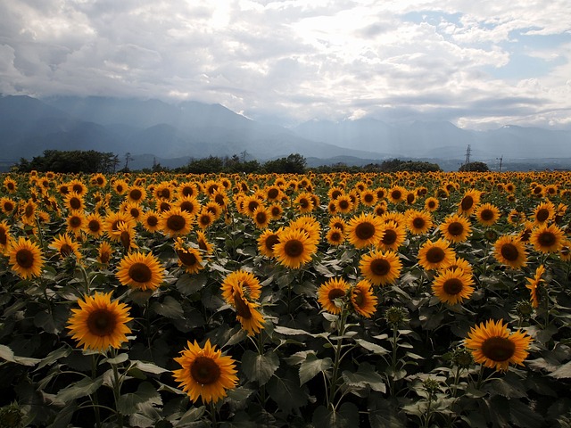 sunflower