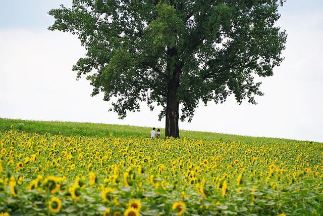 sunflower