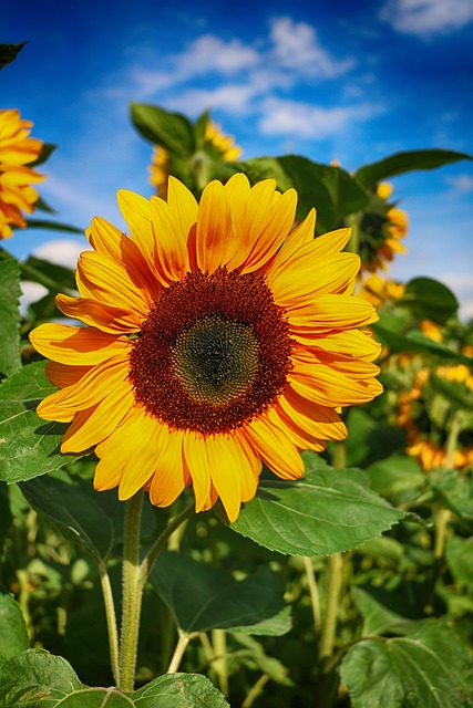 sunflower