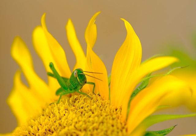 sunflower