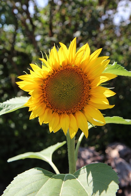 sunflower