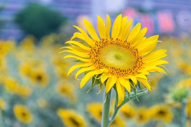 sunflower