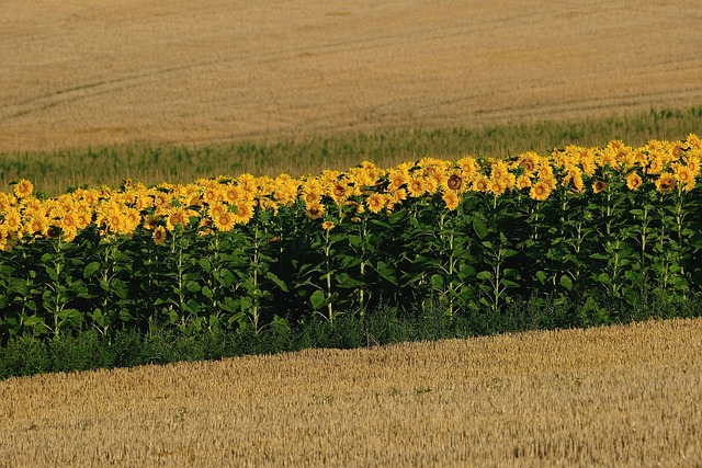 sunflower