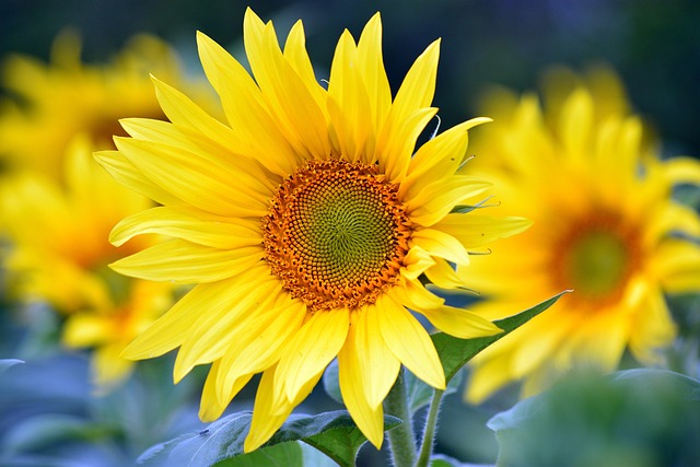 sunflower