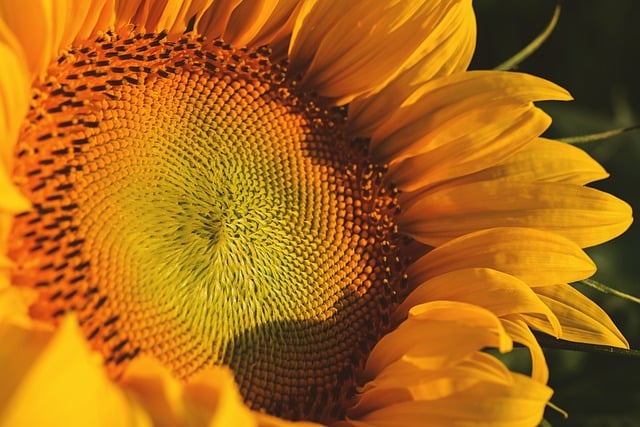 sunflower