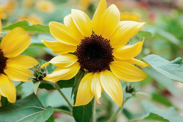 sunflower