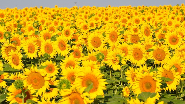 sunflower