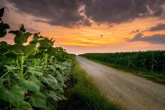 sunflower-640x480-61627705.jpeg