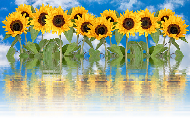 sunflower