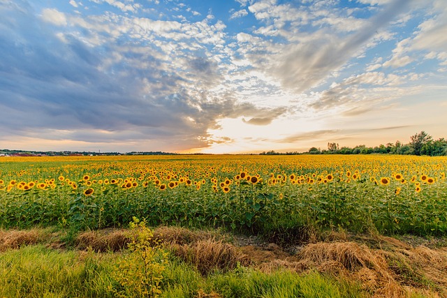 sunflower-640x480-63981867.jpeg