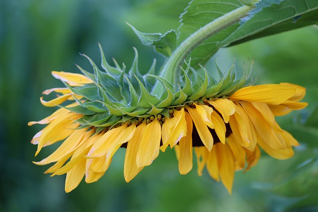sunflower