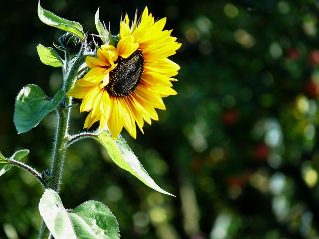 sunflower
