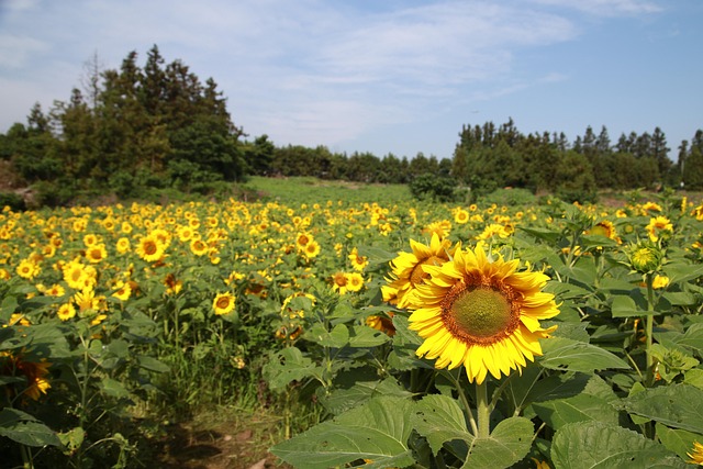 sunflower