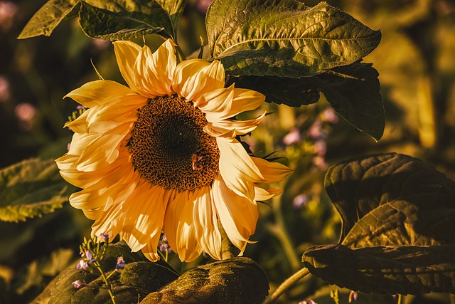 sunflower-640x480-67474465.jpeg