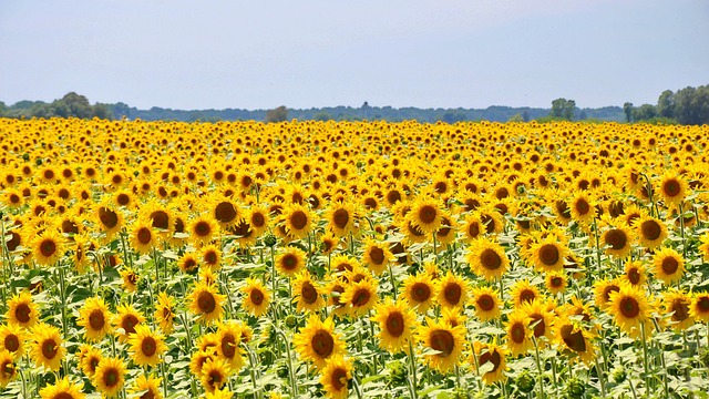 sunflower