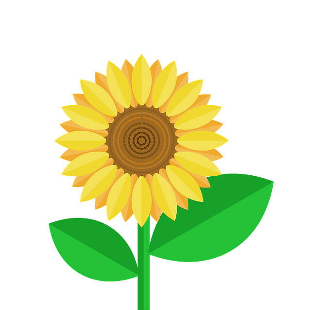 sunflower-640x480-68120194.png