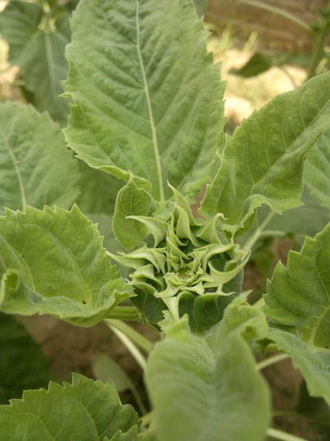 sunflower