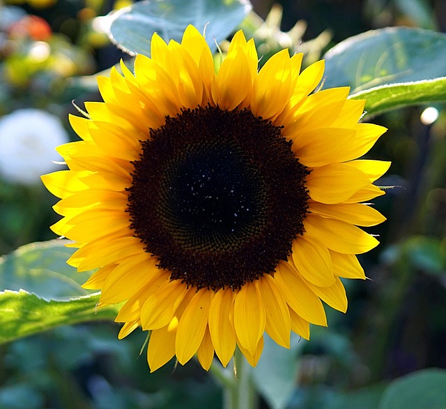 sunflower