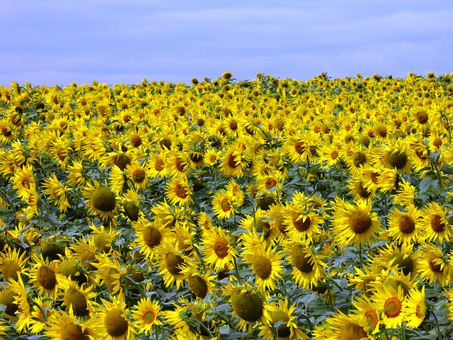 sunflower