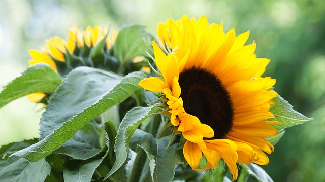 sunflower