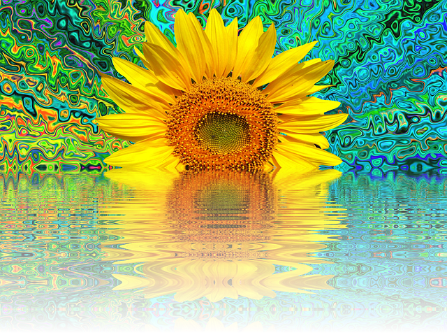 sunflower