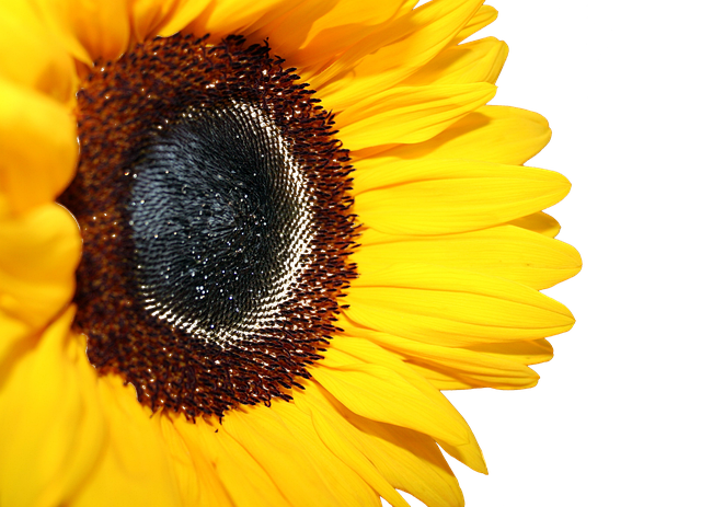 sunflower-640x480-73106758.png