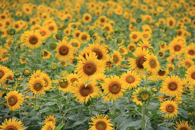 sunflower