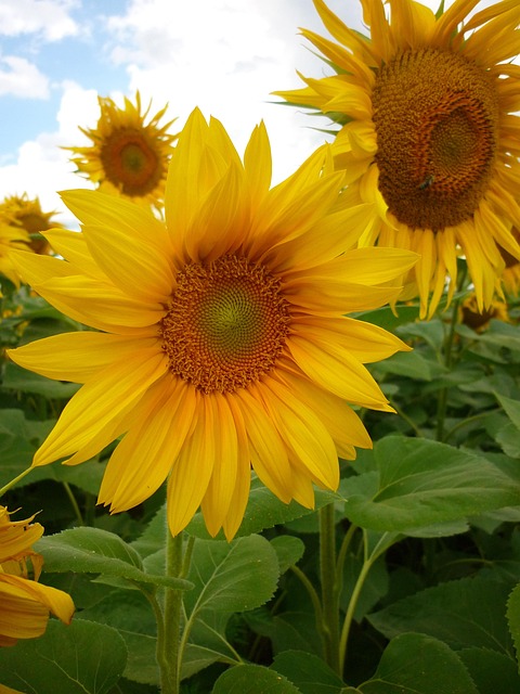 sunflower