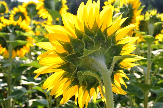 sunflower