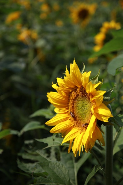 sunflower
