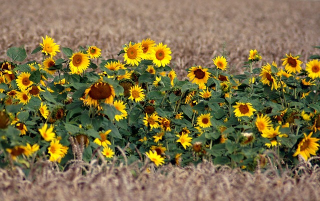 sunflower