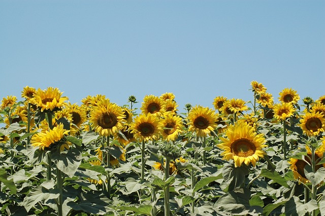 Save Money on Bird Feed: Dried Mealworms, Better Than Sunflower Seeds for Leicester Birds