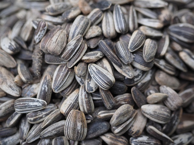 🔥 Save Big! 25kg Sunflower Hearts – Squirrel Proof, Best Price in Sheffield 🔥