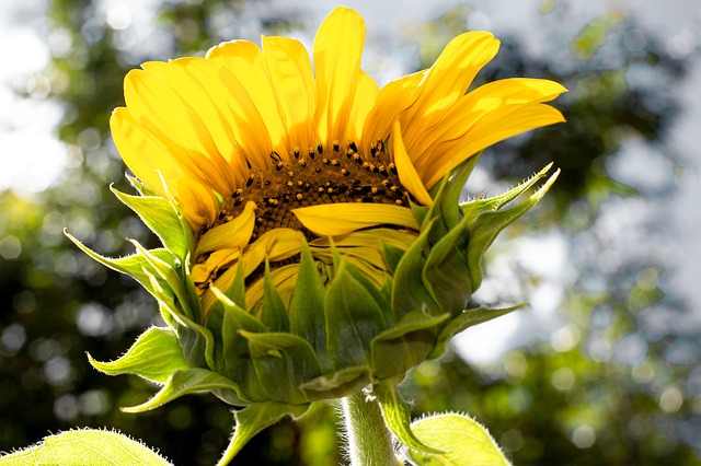 sunflower