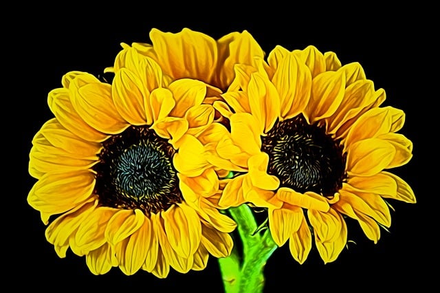 sunflower