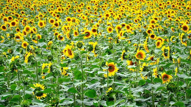 sunflower